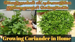 கொத்தமல்லி எளிதாக வீட்டில் வளர்ப்பது எப்படி (How to grow Coriander in home gardening)