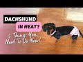 I Survived My Dachshund's Heat Cycle and You Can Too! | Female Dachshund Heat Diaper