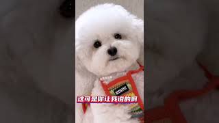 想打我就直说 #pets #cuteanimal #dog #cutedog