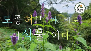 토종허브 배초향 곽향 감기예방 꿀풀  약초 산림 임업 농업 약용식물 귀농 귀촌  임산물 약초방송 산야초 경북농민사관학교 임업후계자 약초TV  그루매니저  방아 방애 산림청 임업멘토