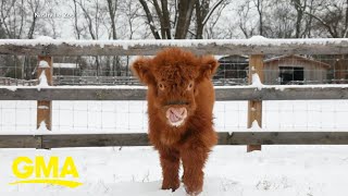 Hamish the Scottish Highland calf gets the zoomies at Nashville Zoo