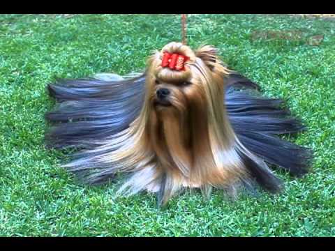 Yorkshire Terrier Youtube