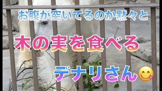 【円山動物園シロクマ】お腹が空いてるのか黙々と木の実を食べるデナリさん😋