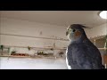 オカメインコ　メス（雌）時々変な声で鳴きます　生後９ヶ月