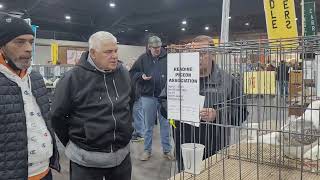 National Pigeon Show Part 1