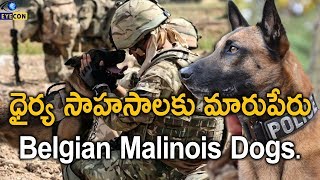 ధైర్య సాహసాలకు మారుపేరు Belgian Malinois Dogs..! | Most Preferred Dog Breed \