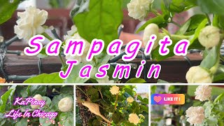 KaPinay Life In Chicago #171: Sampagita  is also known as kampupot and jasmin. #Jasmin