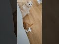 고양이 부르는 소리ㅋㅋ