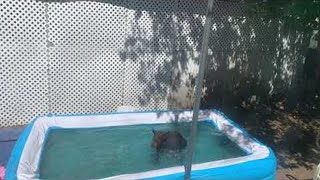 Bears Stop by for a Backyard Swim || ViralHog