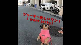 【ミニチュアダックス】冬の日のお散歩🐕　【Miniature Dackshund】Walking with Dackshund in winter🐕