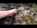 wild scallops catch clean cook giant sea slug