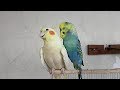 Too much crazy Budgie Flirting with Cockatiel - Funny Budgie Trying to Mate with Cockatiel