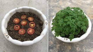 How to grow tomatoes from store bought tomatoes