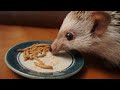 hedgehog asmr