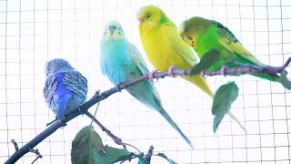 Relaxing Budgie Sounds for Birds in Need of Company