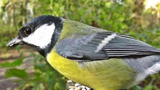 Films voor Katten om Naar te Kijken - Vogels