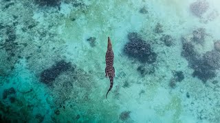 Raja Ampat Indonesia. EPIC saltwater crocodile by drone.