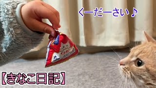 園児の手からおやつを食べる猫【スコティッシュフォールド】