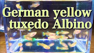 アルビノドイツイエロータキシード/ Albino German yellow tuxedo