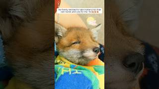 A family reunited a fox cub with its mom #shorts