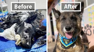 Before And After Photos Of Abandoned Dogs That Were Given A Second Chance At Life
