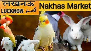 Lucknow Nakhas Market |Birds Market Lucknow| लखनऊ की सबसे सस्ती चिड़िया मार्केट |😱😱😱Lucknow birds UP