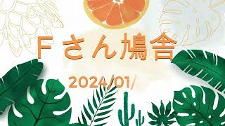 Ｆさん鳩舎　2024年1月26日