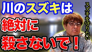 【村岡昌憲】川のスズキは絶対に殺さないでください。