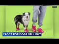 Crocs shoes for dogs sell out in 1st launch