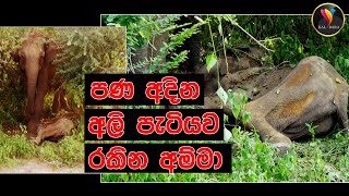 Baby Elephant With Mother _ පණ අදින අලි පැටියව රකින අම්මා #babyelephant