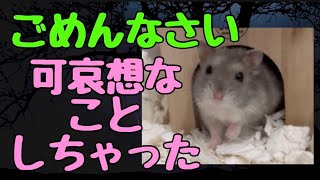 ハムスターのおもちゃ　プレイボールリベンジ　#ハムスター #かわいい #hamster #ジャンガリアンハムスター