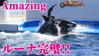 天才シャチ親子「ラビー\u0026ルーナ」シャチパフォーマンス!! 鴨川シーワールド KamogawaSeaWorld orca orcas