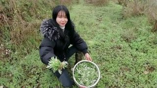 农村这种野菜特别多，当地人都很喜欢，很多人容易摘错，你认识吗