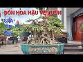 CẢM XÚC DÂNG TRÀO sau khi Bonsai ĐỨC HUY vừa SPA lần 1 TP RẤT QUÝ MỚI MUA .