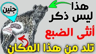 هل حقا تحول الضباع نوعها من ذكر لأنثى كل عام؟ الاجابة صادمة جدا