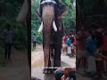 എന്താണ് കർണ്ണൻ്റെ നിലവ് mangalamkkunnu karnan elephant