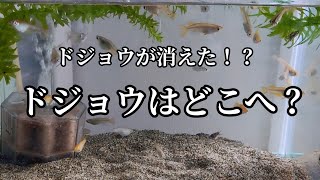 アクアリウム なつくメダカ ドジョウが湧いてくるエサタイム