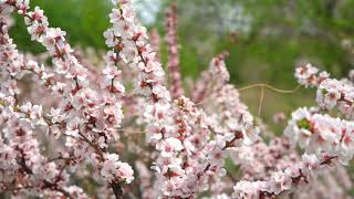 Youtube Channel Video Ideas - Pink Cherry Blossom - pixabay video free download