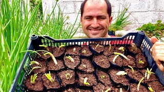 PRODUÇÃO DE MUDAS DE CEBOLINHA DE FOLHA - MELHOR PLÁSTICO, ADUBAÇÃO E PLANTIO