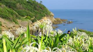 夏井ヶ浜はまゆう公園2015