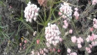 Native American Plants - Chumash Use of California Buckwheat