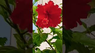 How grow to gulhar #hibiscus #hibiscusplant #flowers #gardening