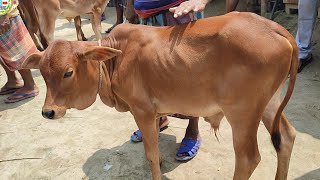 আজ ৭ সেপ্টেম্বর | প্রচুর চাহিদা সম্পন্ন শাহিওয়াল ষাঁড় গরুর দাম | কারেন্ট হাট