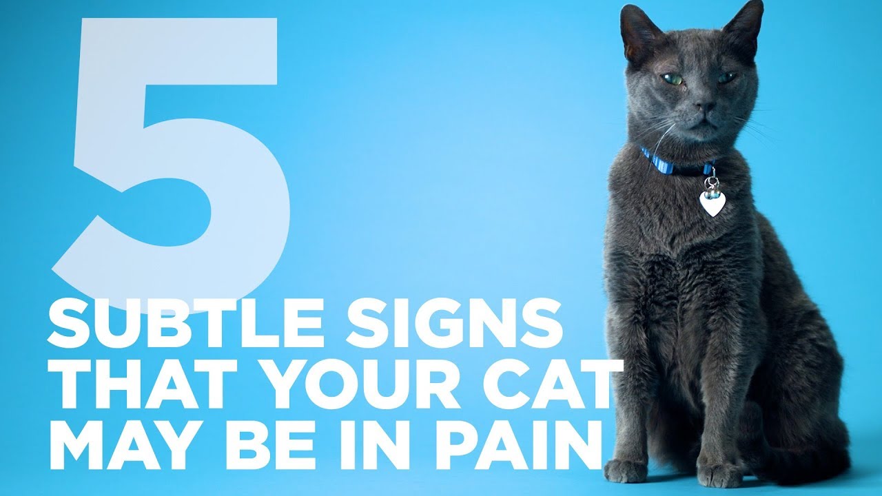 5 Subtle Signs That Your Cat Might Be In Pain - YouTube