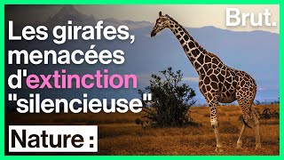 Les girafes, menacées d'extinction \