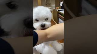 【日常】ペットシートを替えようとすると変な行動をする愛犬【マルチーズ】#shorts #犬 #ペット