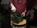 here’s how i fix an overwatered plant plant maranta lemon lim soil 3 1 houseplant soil to cactus