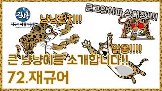 (아주 상당히 큰) 떼껄룩이로구나!🐆_EP72(지사동 시즌1) - Jaguar