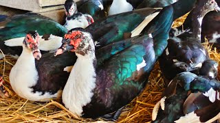 চীনা হাঁস কুচে বসার জন্য বাসা তৈরি। China duck Farming live video.