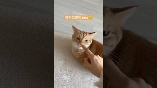 못된고양이로 판명남 #cat #착한고양이 #고양이 #고양이브이로그 #고양이집사 #고양이일상